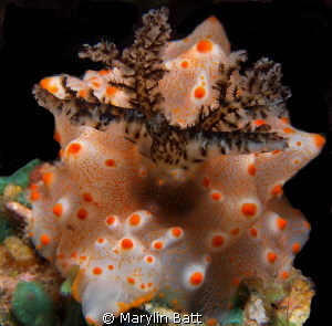 Batangus helgerda with it prominent dark gills by Marylin Batt 